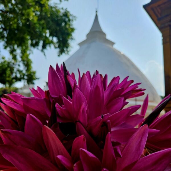 gaestehaus-hikkaduwa-beach_the-calm-palm_best-guest-romms-hikkaduwa_gesundheit_food_11