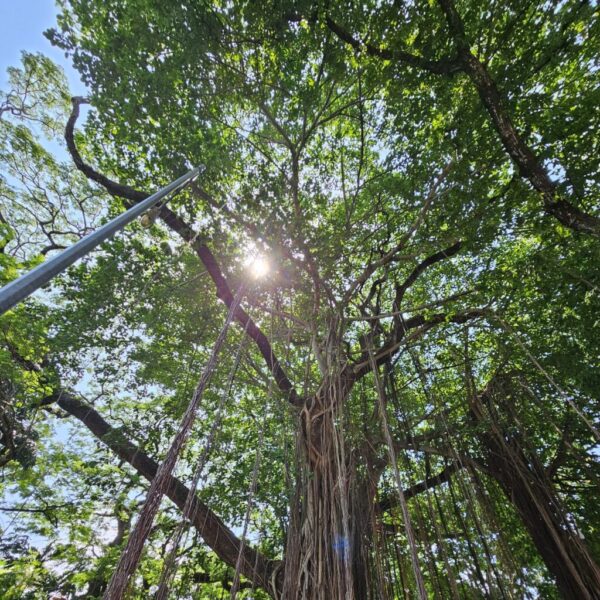 gaestehaus-hikkaduwa-beach_the-calm-palm_best-guest-romms-hikkaduwa_gesundheit_food_14