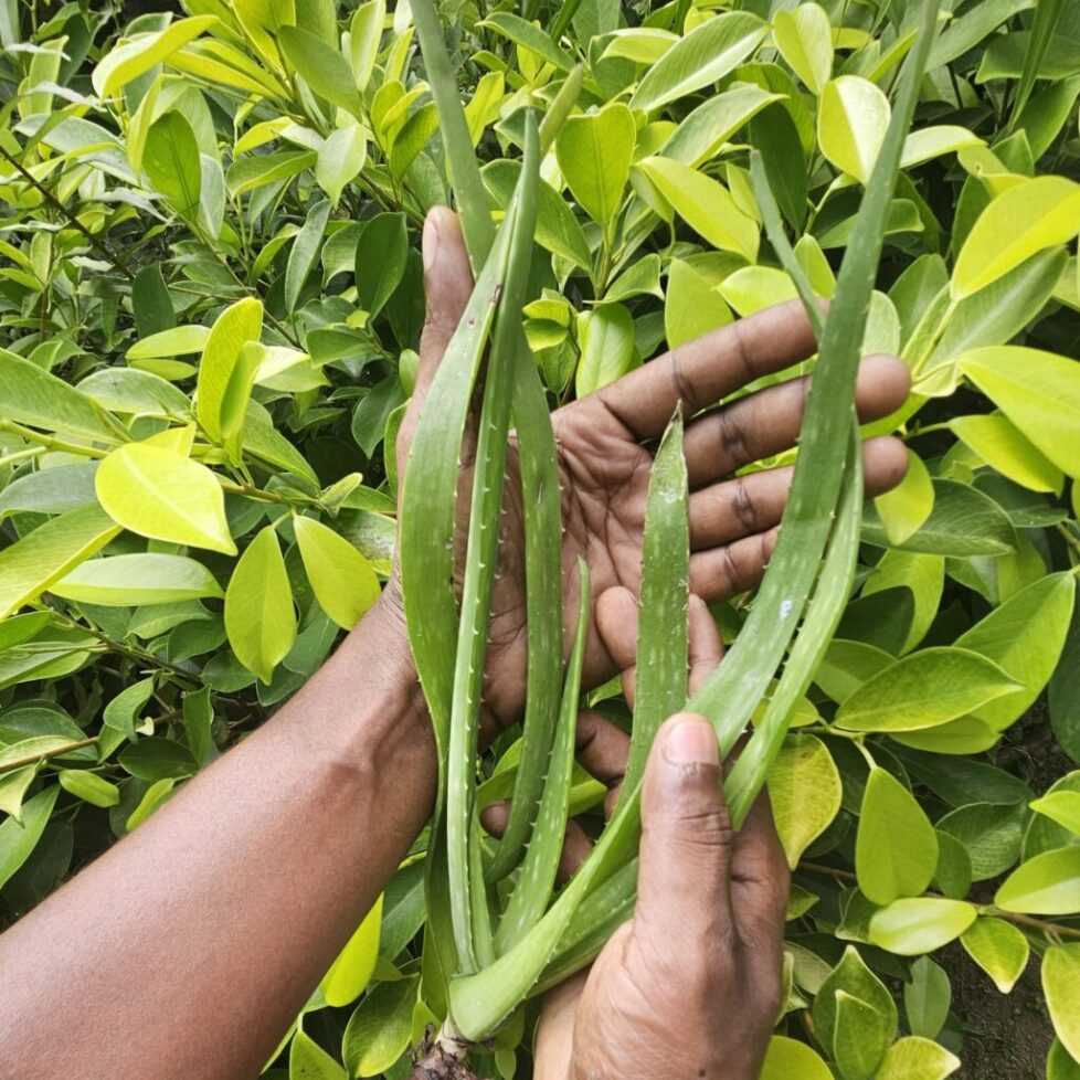 gaestehaus-hikkaduwa-beach_the-calm-palm_best-guest-romms-hikkaduwa_gesundheit_wellness_1222-