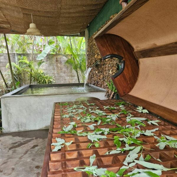 gaestehaus-hikkaduwa-beach_the-calm-palm_best-guest-romms-hikkaduwa_gesundheit_wellness_123