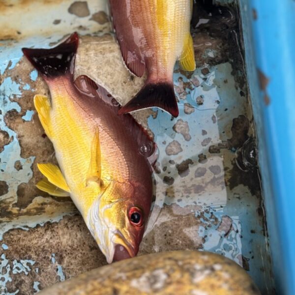 guesthouse-hikkaduwa-beach_guesthouse-hikkaduwa-beach_the-calm-palm_catch-and-cook_a-unique-fisching-experience_.7