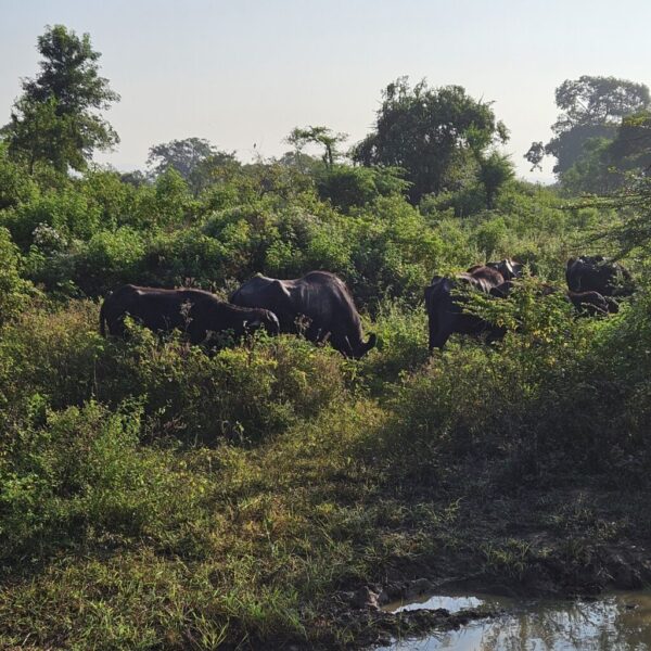 guesthouse-hikkaduwa-beach_guesthouse-hikkaduwa-beach_the-calm-palm_safari_