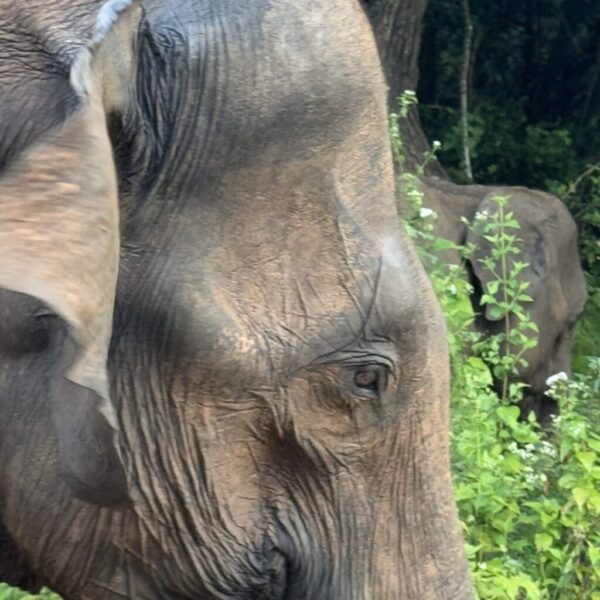 guesthouse-hikkaduwa-beach_guesthouse-hikkaduwa-beach_the-calm-rundreisen-sri-lanka_ein-besonderes-erlebniss-17