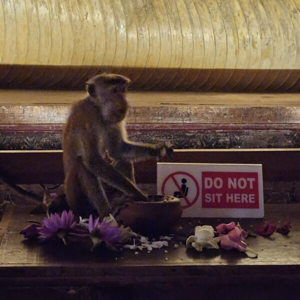 gaestehaus-hikkaduwa-beach_the-calm-palm_best-guest-romms-hikkaduwa_gesundheit_trip_89